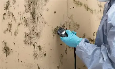 Trusted Mold Removal